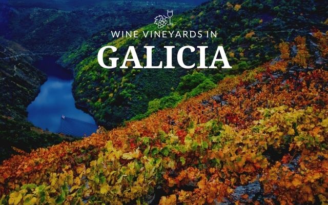Wine vineyards in galicia