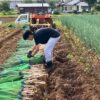 埼玉県鳩山町のネギ農家で働く息子