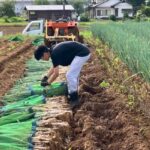 埼玉県鳩山町のネギ農家で働く息子