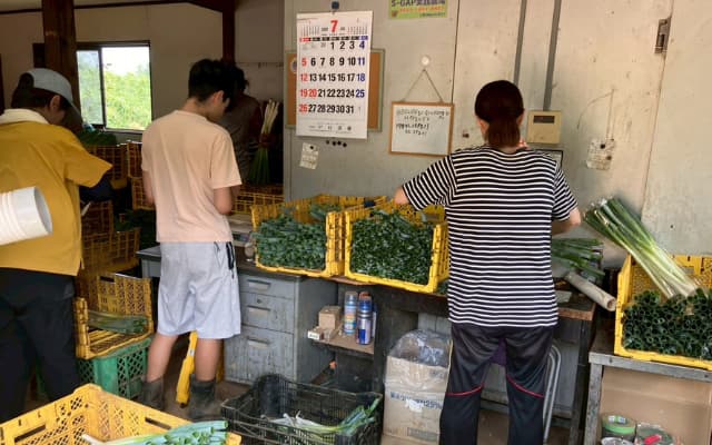 埼玉県鳩山町のネギ農家でスタッフの方と働く姿